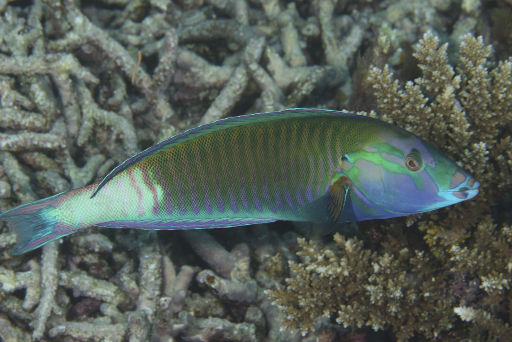 Ring wrasse (Hologymnosus annulatus) — Labridae