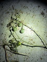 Solanum elaeagnifolium