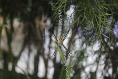Argiope catenulata