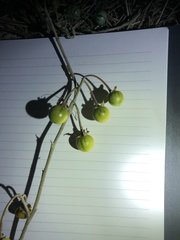 Solanum elaeagnifolium