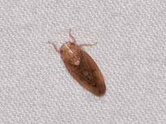 Ponana