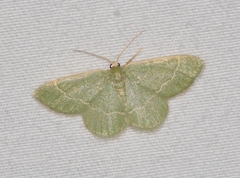Chlorochlamys phyllinaria
