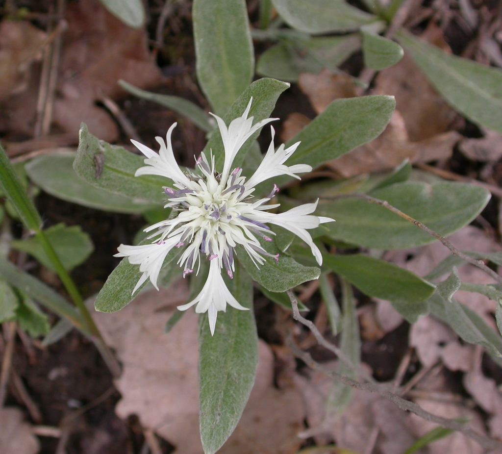 Centaurea thirkei