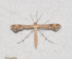 Stenoptilodes taprobanes