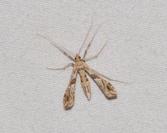 Lineodes interrupta