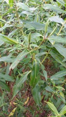 Veronica stricta stricta