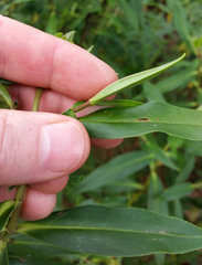 Veronica stricta stricta