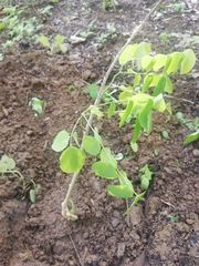 Dalbergia granadillo