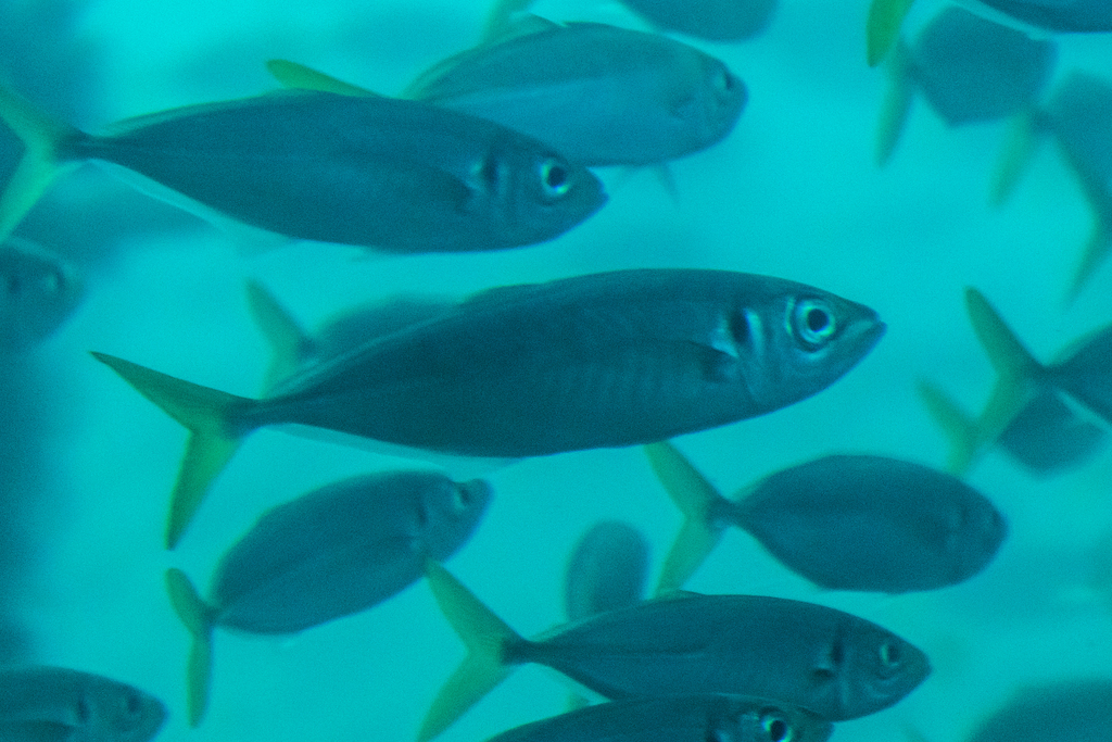 Yellowtail Horse Mackerel (Trachurus novaezelandiae)