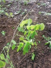 Dalbergia granadillo