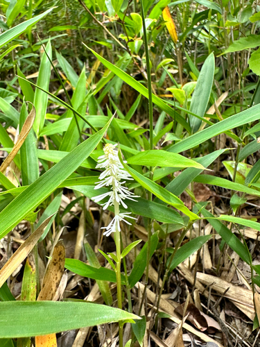 Chionographis japonica iNat (2)