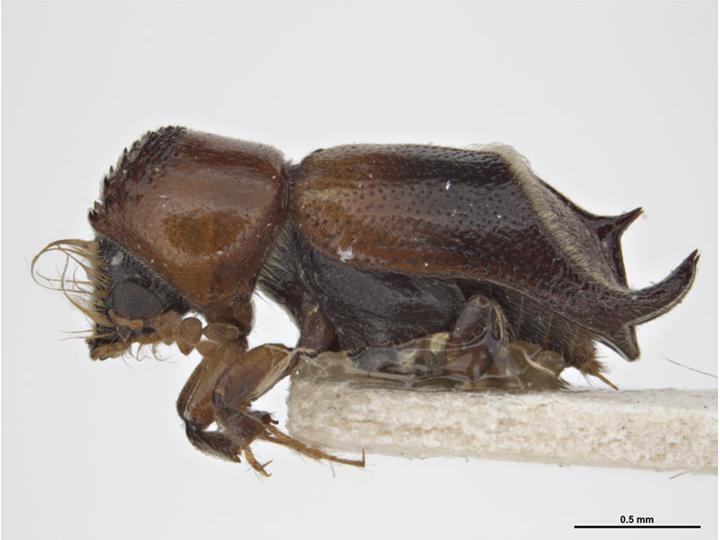 Enneadesmus trispinosus