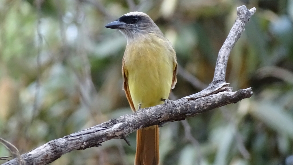 Baird's Flycatcher photo
