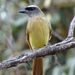 Baird's Flycatcher - Photo (c) linfrank6, some rights reserved (CC BY-NC), uploaded by linfrank6