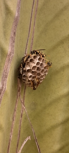 European Paper Wasp
