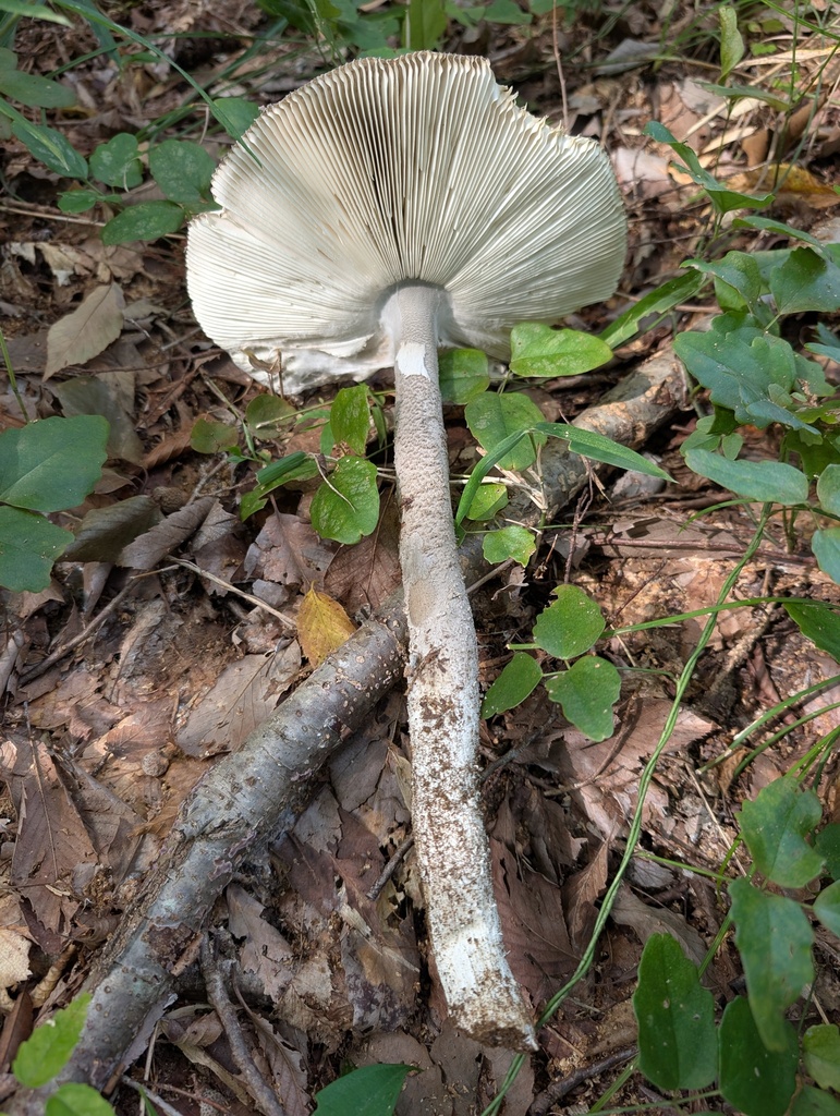 Amanita sinensis · September 2025 · photo: © atsushi_nakajima_cirque (iNaturalist, cc-by)