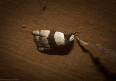 Zonopetala glauconephela