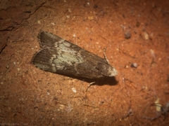 Heteromicta tripartitella