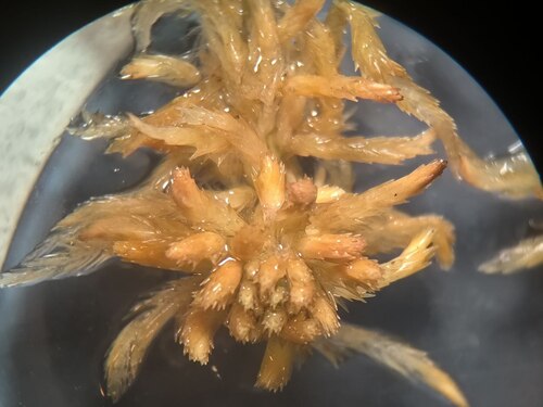 Sphagnum jensenii, 2025-09-29