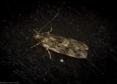 Barea phaulobrya
