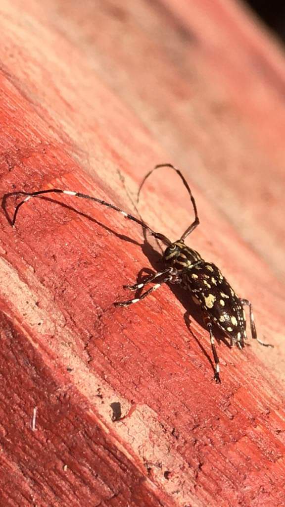 Sporetus seminalis