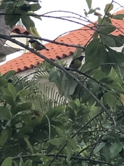 Coereba flaveola bananivora