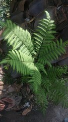 Pteris tripartita