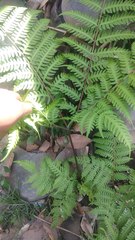 Pteris tripartita