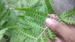 Pteris tripartita