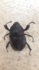 Xylotrupes gideon gideon