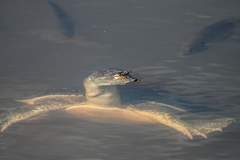 Apalone spinifera pallida