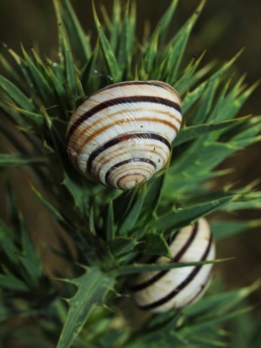 Vineyard Snail