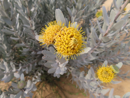 Leucospermum rodolentum, photograph 6