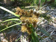 Cyperus lucidus