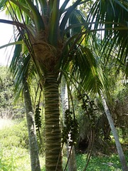 Howea forsteriana
