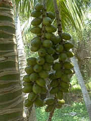 Howea forsteriana