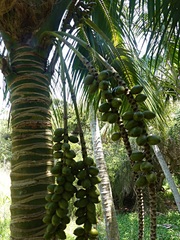 Howea forsteriana