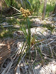 Cyperus lucidus