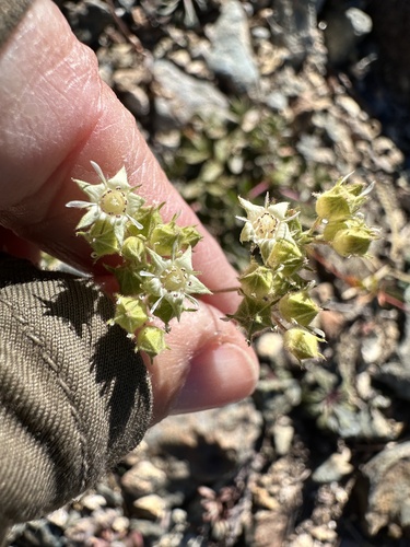 Threetooth Horkelia (Horkelia tridentata)