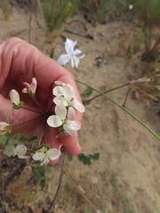 Pelargonium radulifolium, photograph (c) linkie, some rights reserved (CC BY)