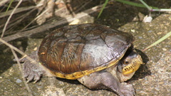 Claudius angustatus