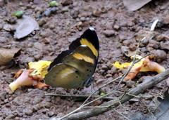 Euphaedra medon medon