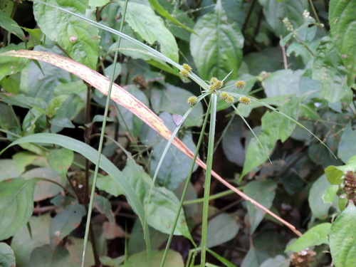 Mariscus sumatrensis image