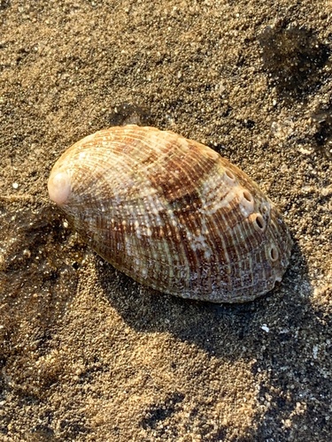 Haliotis diversicolor observed 2025-09-29