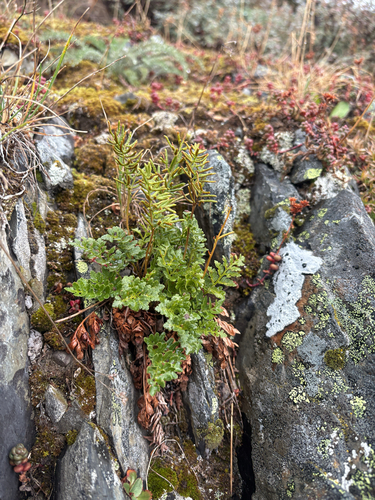 American parsley fern