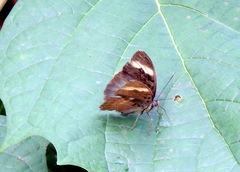 Euphaedra medon
