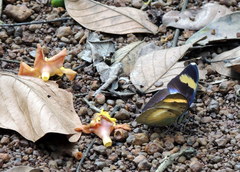 Euphaedra medon medon