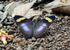 Euphaedra medon medon