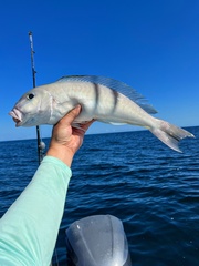 Blueline Tilefish photo 2