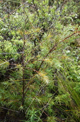 Dracophyllum trimorphum